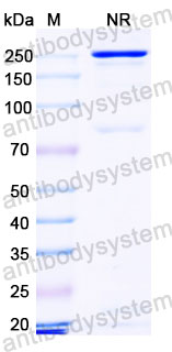Валидация SDS-PAGE - AntibodySystem RHK81502