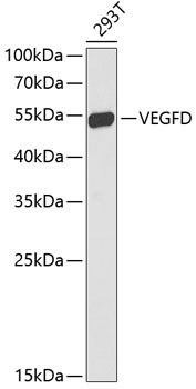 Валидация Elabscience E-AB-64750