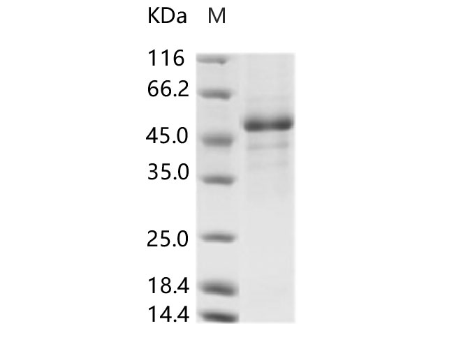 Валидация Elabscience PKSV030245(6011)