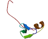 Zinc Finger Protein 219 (ZNF219)