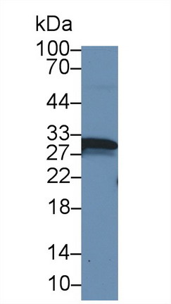 9596