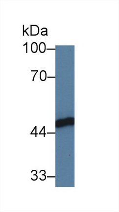 9538
