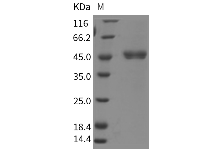 Валидация Elabscience PKSR030138(5505)