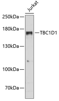 Валидация Elabscience E-AB-68020