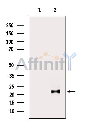 Валидация Affinity DF9614 - 22327