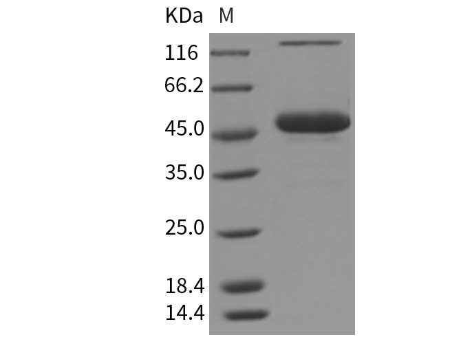 Валидация Elabscience PKSM040343(4347)