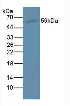 60478