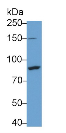 53240