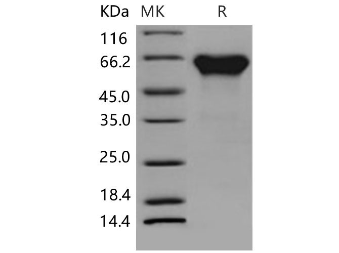 Валидация Elabscience PKSM040585(4572)