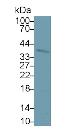 40225