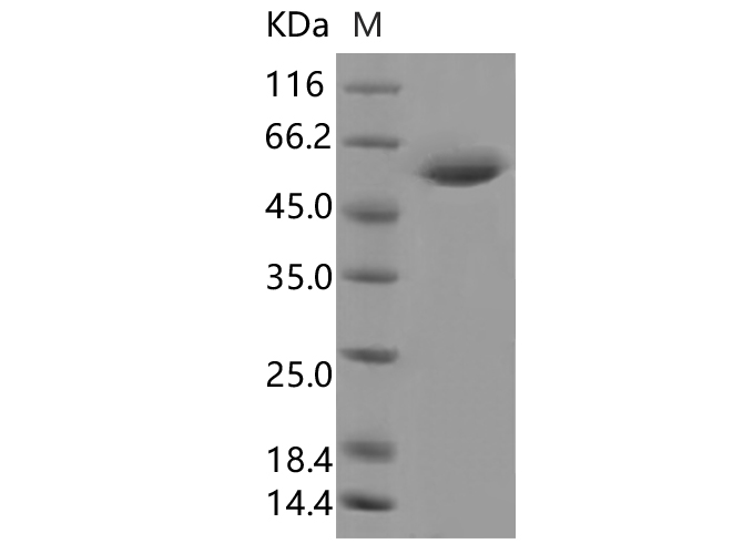 Валидация Elabscience PKSV030474(6197)