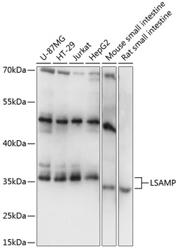 Валидация Elabscience E-AB-90763