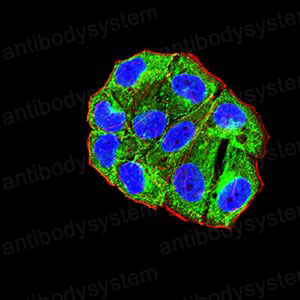 Валидация IF - AntibodySystem RHF64103