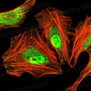 Валидация IF - AntibodySystem RHE68401