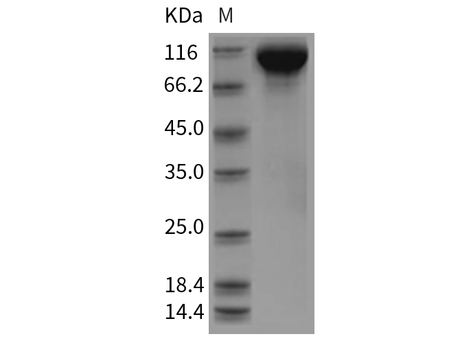 Валидация Elabscience PKSR030363(5702)
