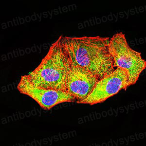 Валидация IF - AntibodySystem RHH38003