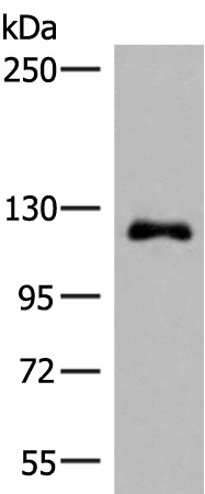 Валидация Elabscience E-AB-18065