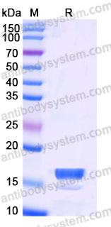 YHB90202, SDS-PAGE