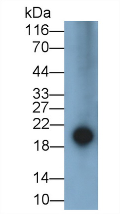5633