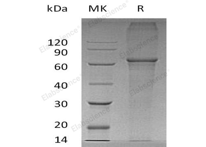 Валидация Elabscience PKSH033229(3573)