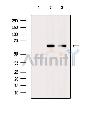 Валидация Affinity DF4750 - 16459