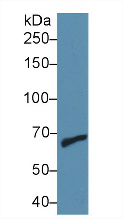 10199