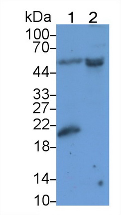 52914