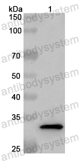 Валидация AntibodySystem PHB64301