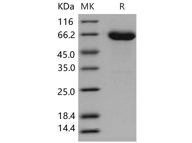 Валидация Elabscience PKSM040575(4562)