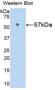 39623
