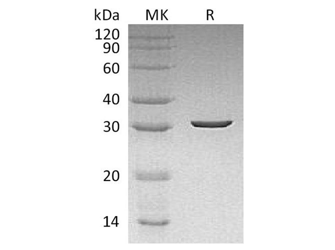 Валидация Elabscience PKSQ050054(5424)