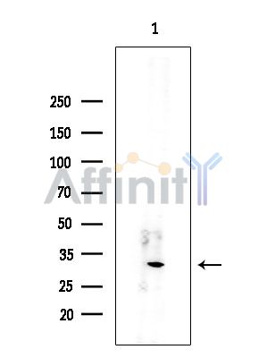 Валидация Affinity DF15405 - 11724