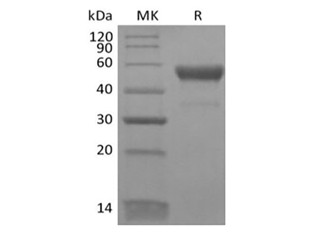 Валидация Elabscience PKSH033897(4129)