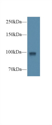 14549