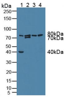 6456