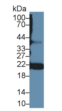 14622