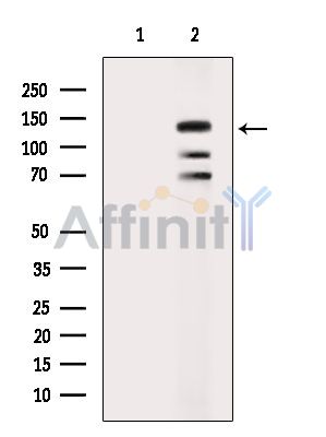 Валидация Affinity DF13976 - 9731