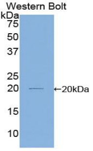 52012