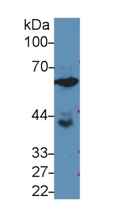 10451