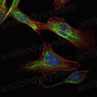 Валидация IF - AntibodySystem RHK47101