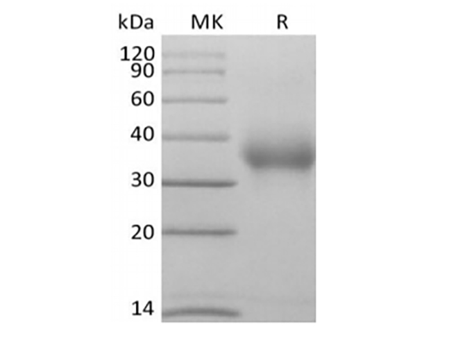 Валидация Elabscience PKSH033962(4192)