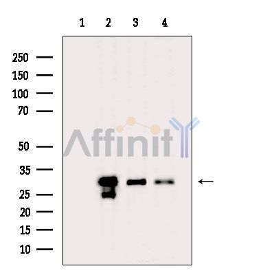 Валидация Affinity DF6437 - 17809