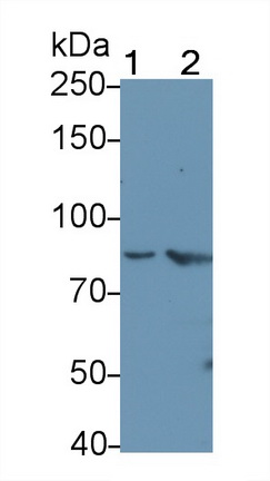 10863