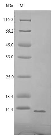 SDS-PAGE