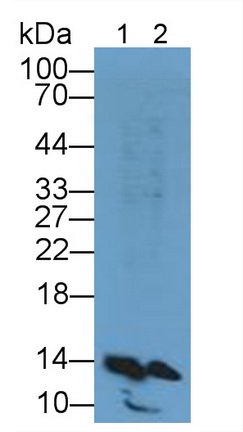 12026
