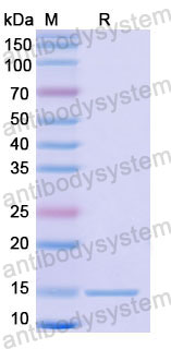 Валидация SDS-PAGE - AntibodySystem RHD12604