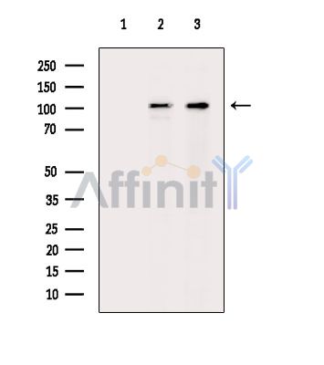 Валидация Affinity DF14666 - 10710
