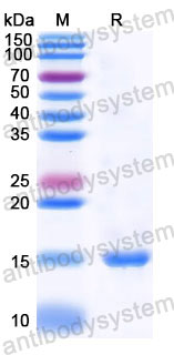 Валидация SDS-PAGE - AntibodySystem RHD68302