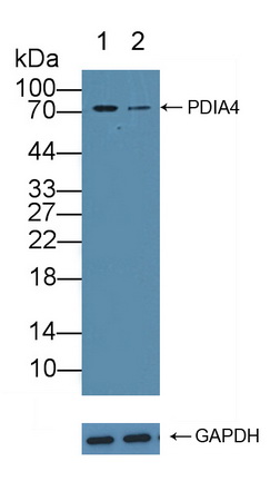 12294