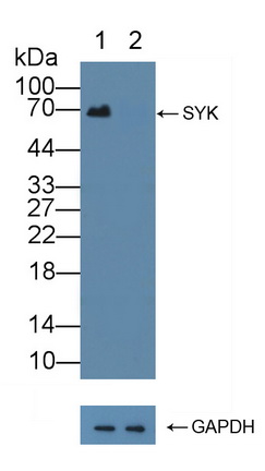 12161
